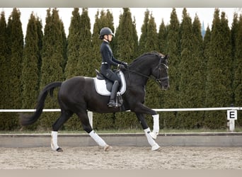 Baden Württemberger, Stute, 12 Jahre, 174 cm, Rappe