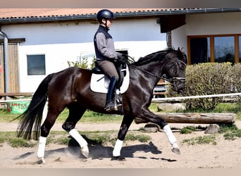 Baden Württemberger, Stute, 13 Jahre, 170 cm, Rappe