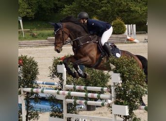 Baden Württemberger, Stute, 13 Jahre, 180 cm, Brauner