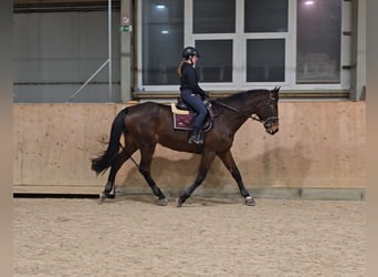 Baden Württemberger, Stute, 15 Jahre, 174 cm, Brauner