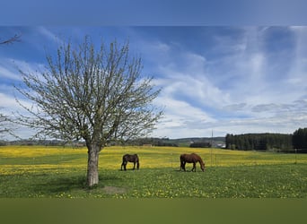 Baden Württemberger, Stute, 15 Jahre, 174 cm, Brauner