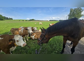 Baden Württemberger, Stute, 15 Jahre, 174 cm, Brauner