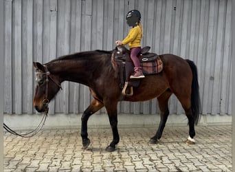 Baden Württemberger, Stute, 16 Jahre, 168 cm, Brauner