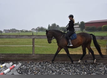 Baden Württemberger, Stute, 16 Jahre, 168 cm, Dunkelbrauner