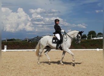 Baden Württemberger, Stute, 18 Jahre, 167 cm, Schimmel