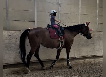 Baden Württemberger, Stute, 18 Jahre, Brauner