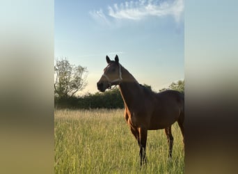Baden Württemberger, Stute, 18 Jahre, Brauner