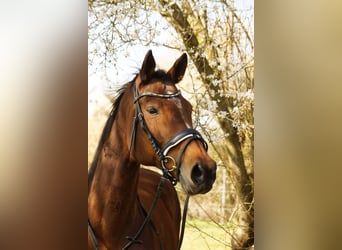 Baden Württemberger, Stute, 18 Jahre, Brauner