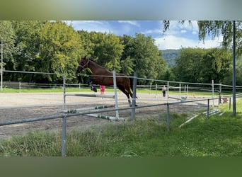 Baden Württemberger, Stute, 18 Jahre, Brauner