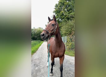Baden Württemberger, Stute, 18 Jahre, Brauner