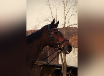 Baden Württemberger, Stute, 18 Jahre, Brauner