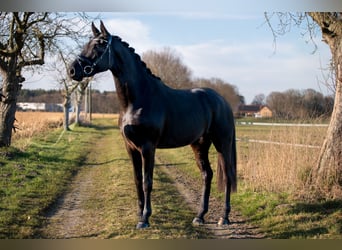 Baden Württemberger, Stute, 3 Jahre, 165 cm, Rappe