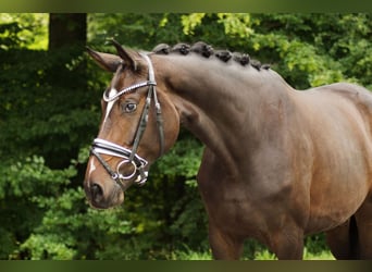 Baden Württemberger, Stute, 3 Jahre, 169 cm, Dunkelbrauner
