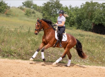 Baden Württemberger, Stute, 3 Jahre, 170 cm, Brauner