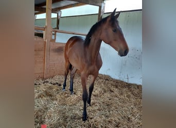 Baden Württemberger, Stute, 3 Jahre, Brauner