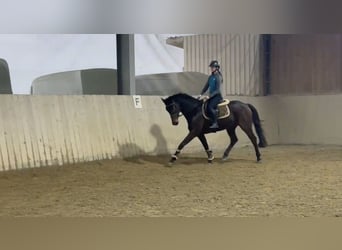 Baden Württemberger, Stute, 4 Jahre, 157 cm, Dunkelbrauner
