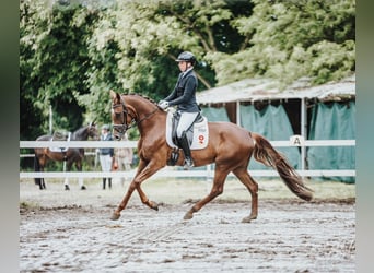 Baden Württemberger, Stute, 4 Jahre, 166 cm, Dunkelfuchs