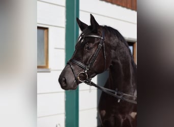 Baden Württemberger, Stute, 4 Jahre, 166 cm, Rappe