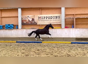 Baden Württemberger, Stute, 4 Jahre, 170 cm, Dunkelfuchs