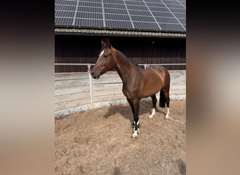 Baden Württemberger, Stute, 5 Jahre, 155 cm, Brauner