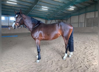 Baden Württemberger, Stute, 5 Jahre, 166 cm, Brauner