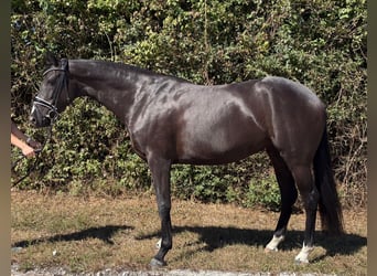 Baden Württemberger, Stute, 5 Jahre, 166 cm, Rappe