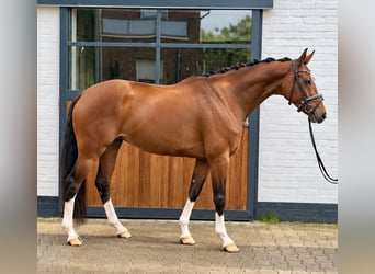 Baden Württemberger, Stute, 5 Jahre, 167 cm, Brauner