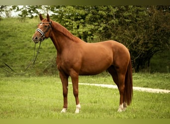 Baden Württemberger, Stute, 5 Jahre, 167 cm, Fuchs