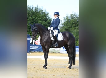 Baden Württemberger, Stute, 5 Jahre, 167 cm, Rappe