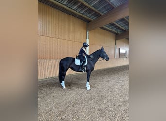 Baden Württemberger, Stute, 5 Jahre, 167 cm, Rappe