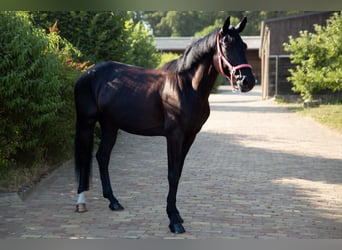 Baden Württemberger, Stute, 5 Jahre, 167 cm, Rappe