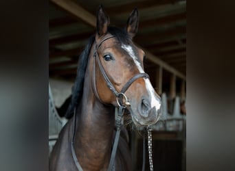 Baden Württemberger, Stute, 5 Jahre, 168 cm, Dunkelbrauner