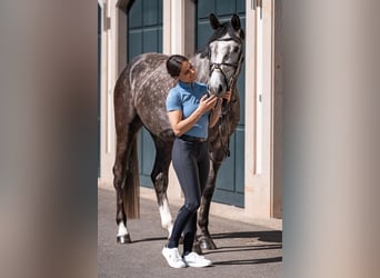 Baden Württemberger, Stute, 5 Jahre, 170 cm, Apfelschimmel