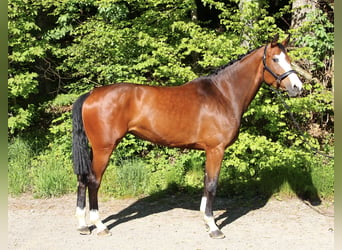 Baden Württemberger, Stute, 5 Jahre, 170 cm, Brauner