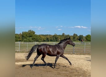 Baden Württemberger, Stute, 6 Jahre, 163 cm, Rappe