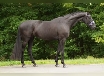 Baden Württemberger, Stute, 6 Jahre, 179 cm, Rappe