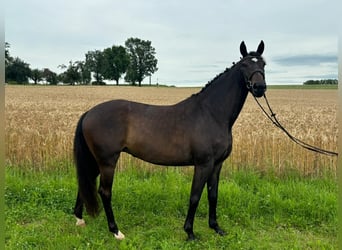 Baden Württemberger, Stute, 7 Jahre, 166 cm, Dunkelbrauner