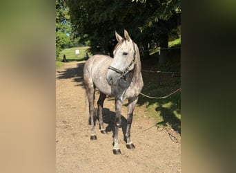 Baden Württemberger, Stute, 7 Jahre, 168 cm, Apfelschimmel