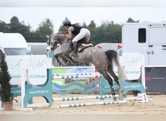 Baden Württemberger, Stute, 7 Jahre, 168 cm, Apfelschimmel