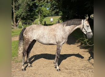 Baden Württemberger, Stute, 7 Jahre, 168 cm, Apfelschimmel