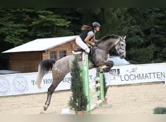 Baden Württemberger, Stute, 7 Jahre, 168 cm, Apfelschimmel