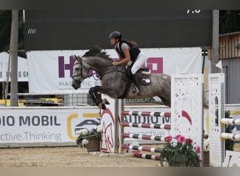 Baden Württemberger, Stute, 7 Jahre, 168 cm, Apfelschimmel