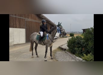 Baden Württemberger, Stute, 7 Jahre, 168 cm, Apfelschimmel