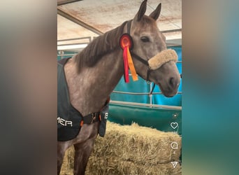 Baden Württemberger, Stute, 8 Jahre, 167 cm, Apfelschimmel