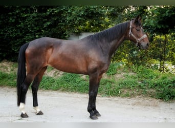 Baden Württemberger, Stute, 8 Jahre, 168 cm, Dunkelbrauner