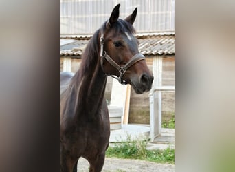 Baden Württemberger, Stute, 8 Jahre, 168 cm, Dunkelbrauner