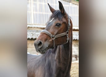 Baden Württemberger, Stute, 8 Jahre, 168 cm, Dunkelbrauner