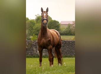 Baden Württemberger, Stute, 8 Jahre, 170 cm, Fuchs