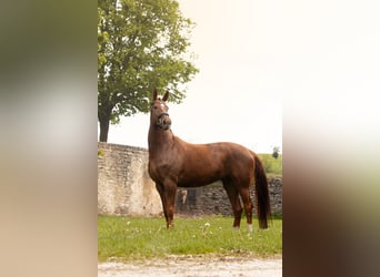 Baden Württemberger, Stute, 8 Jahre, 170 cm, Fuchs