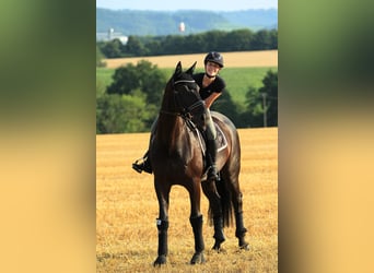 Baden Württemberger, Wallach, 11 Jahre, 174 cm, Rappe